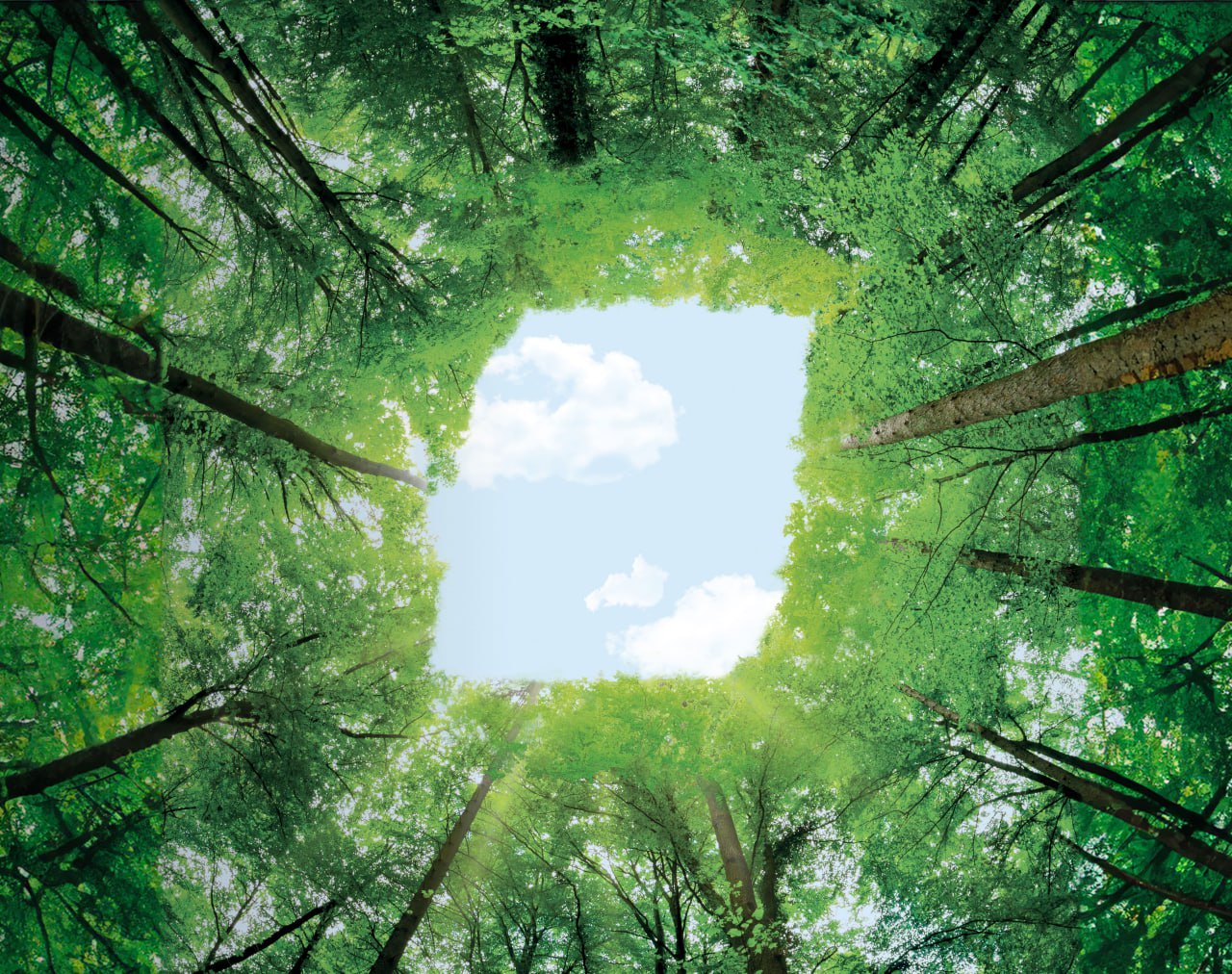 BKT объявляет о присоединении к Глобальной платформе для экологичного производства натурального каучука