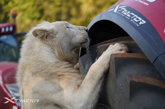 Шины AGRIMAX FORCE и AGRIMAX RT 657, самые современные модели спонсора экспедиции — компании BKT, были установлены на сельскохозяйственные тракторы McCormick Serie X7 P6-Drive и X8 VT-Drive.